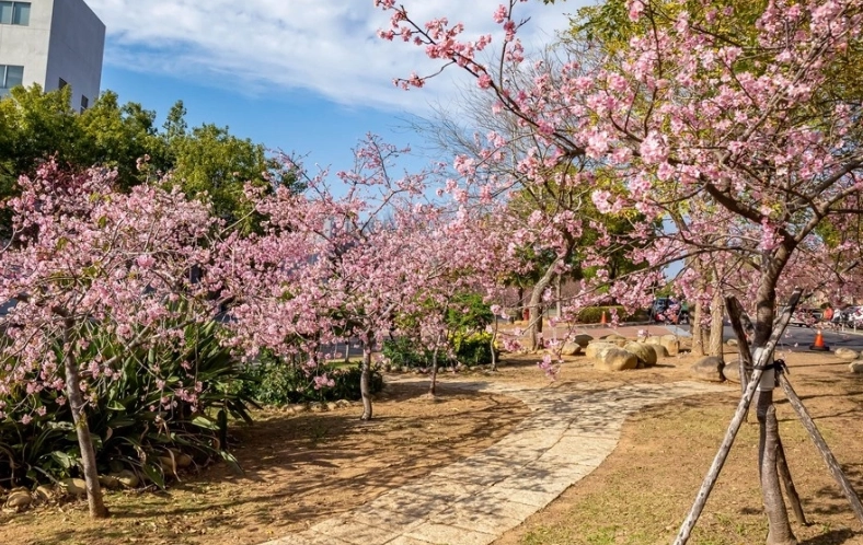 台中賞櫻景點