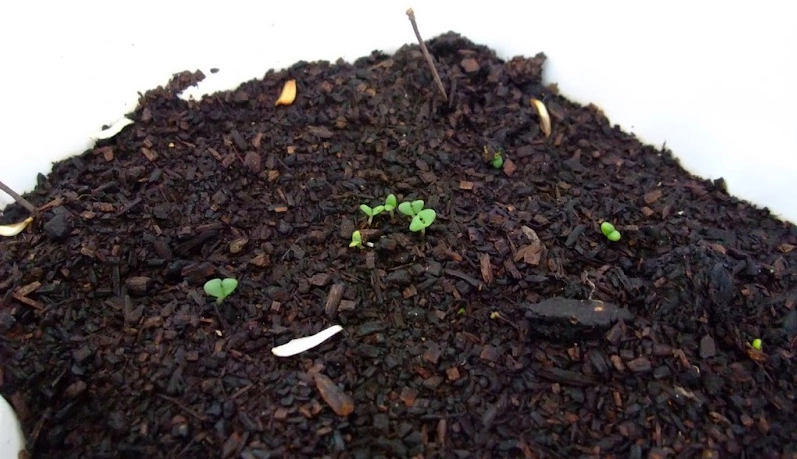 土壤改良 九層塔