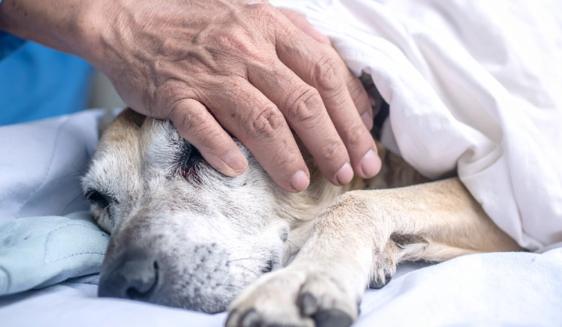 動物臨終照顧