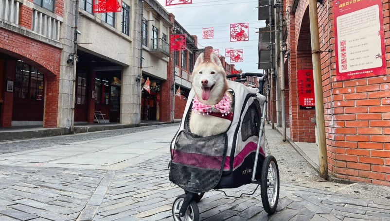 宜蘭寵物友善景點