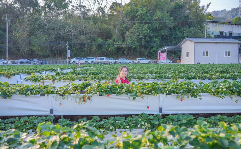 採草莓體驗