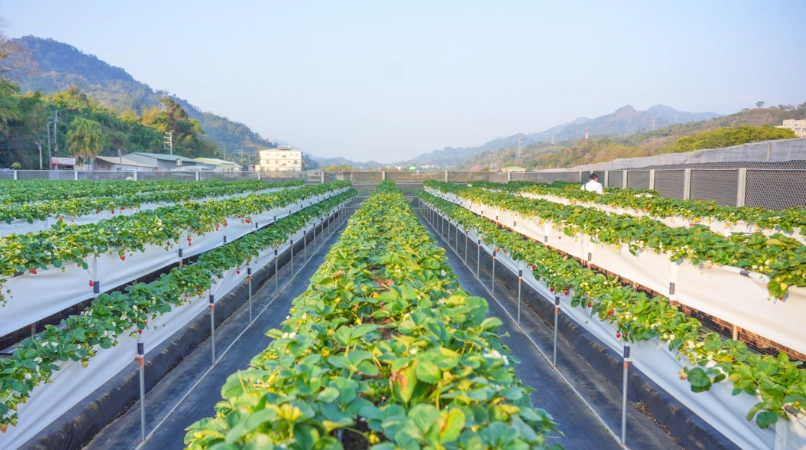 大湖草莓園