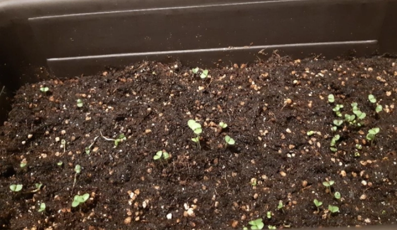 九層塔 土壤 配方