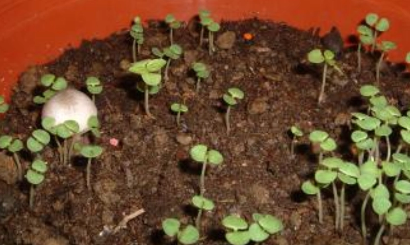 九層塔 用什麼土