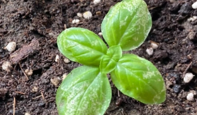 九層塔 冬天 種植