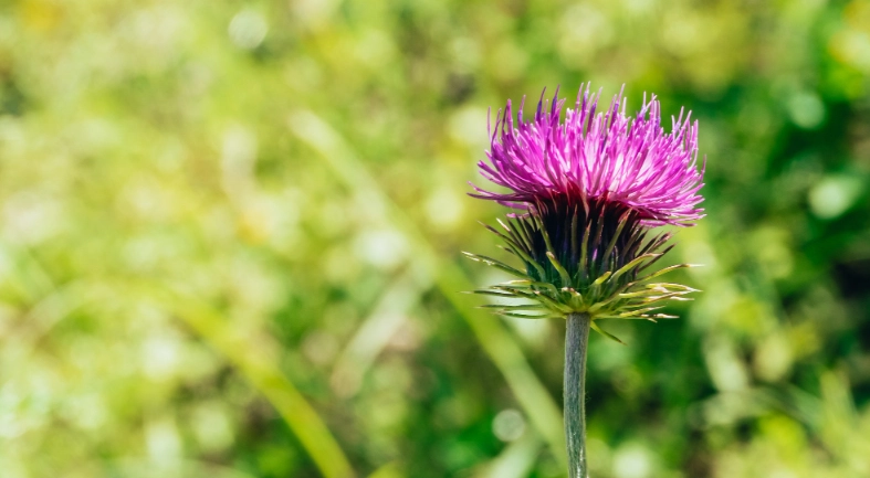 脂肪肝保健食品