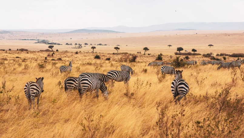 肯亞自由行攻略