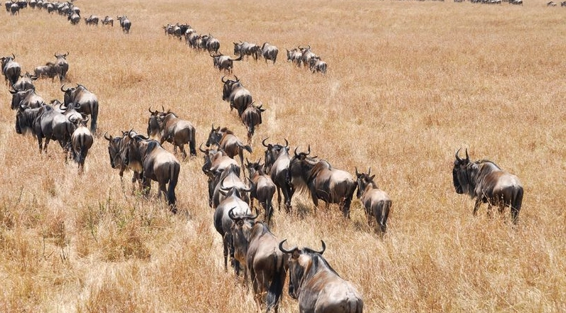 肯亞動物大遷徙