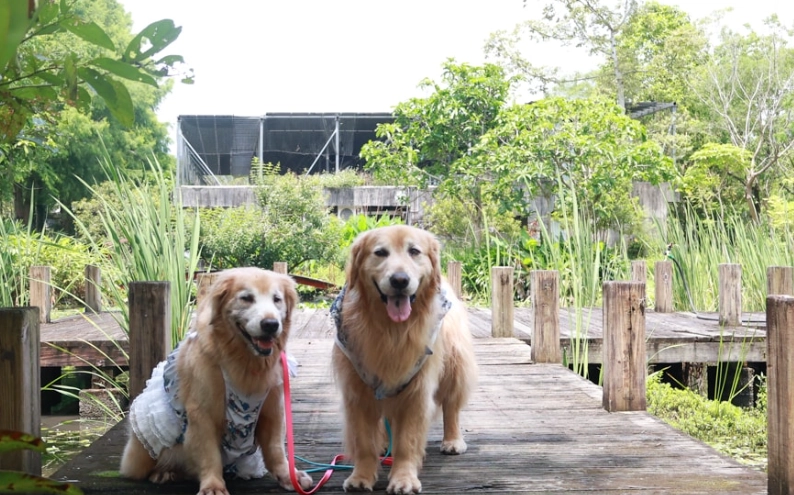 宜蘭寵物友善景點