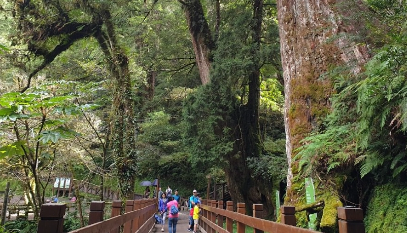 拉拉山神木群步道