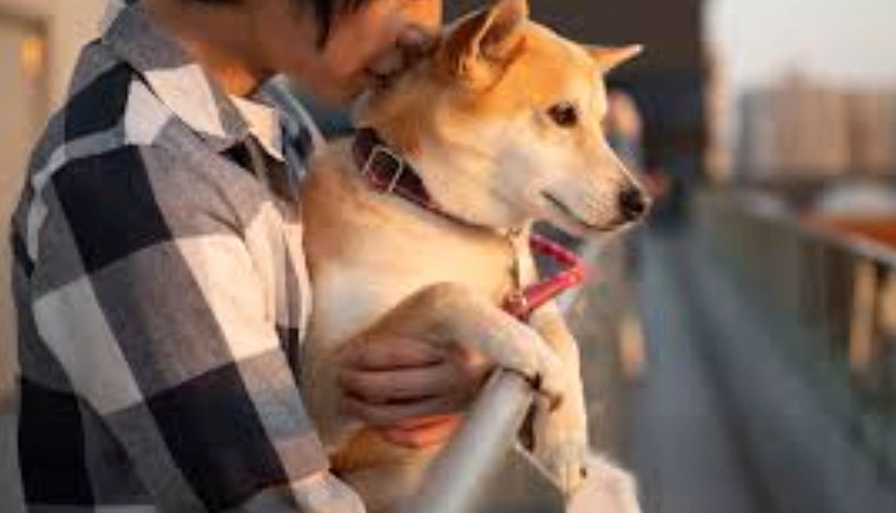 寵物離世心理調適