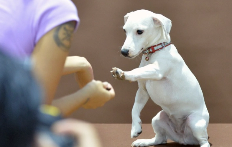 寵物離世心理調適