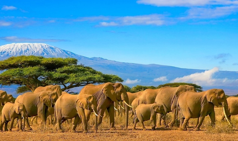 肯亞動物大遷徙