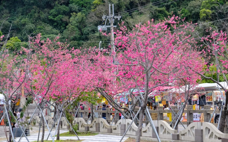 后里櫻花季