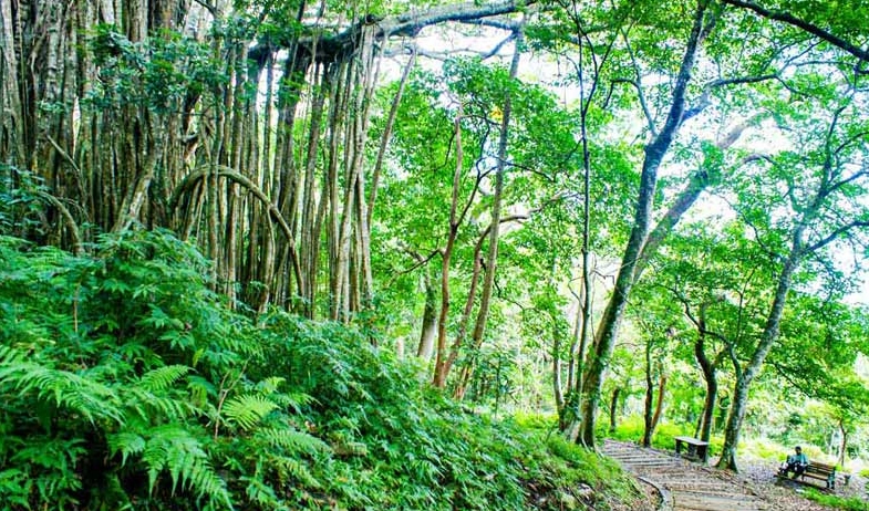 森林遊樂區免費入園