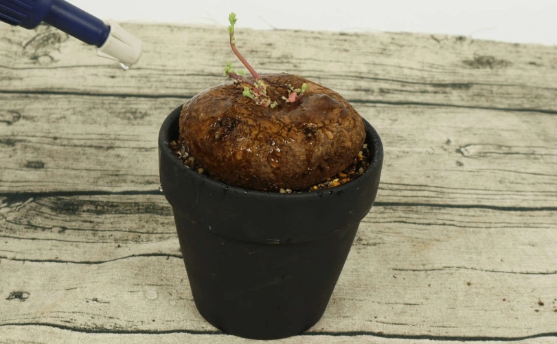 山烏龜種植方向