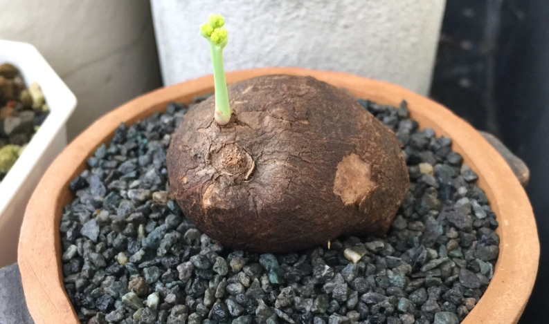 山烏龜種植方向