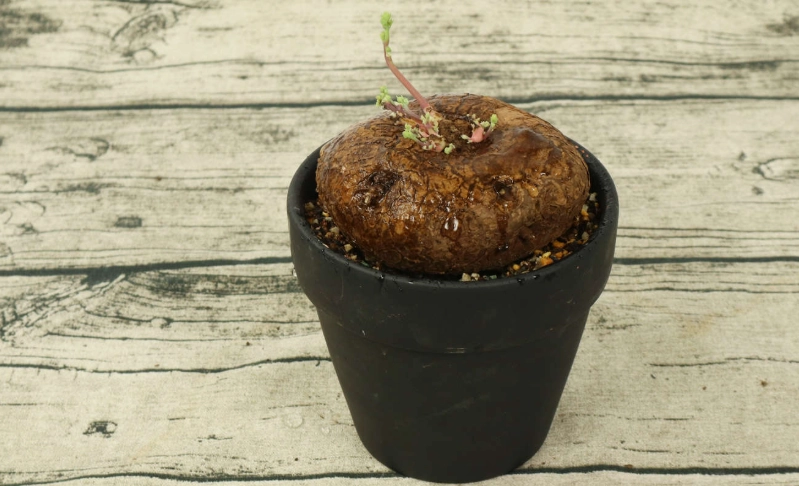 山烏龜上下分辨