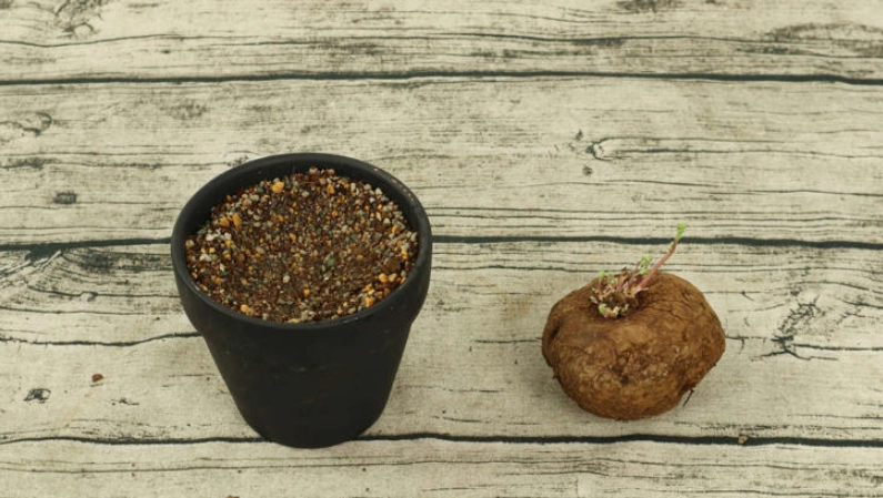 山烏龜上下分辨