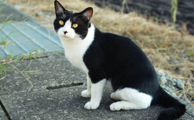 黑色波斯貓 個性