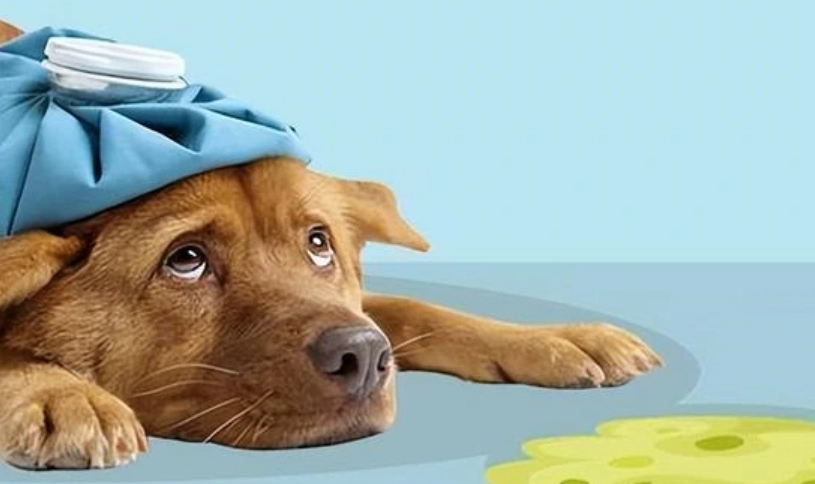 狗狗嘔吐黃急救