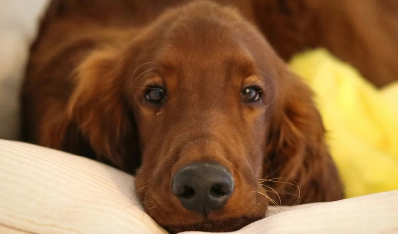 狗狗嘔吐黃原因