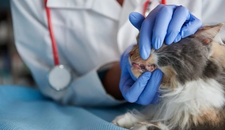 貓咪牙結石症狀