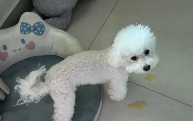 狗狗嘔吐黃處理