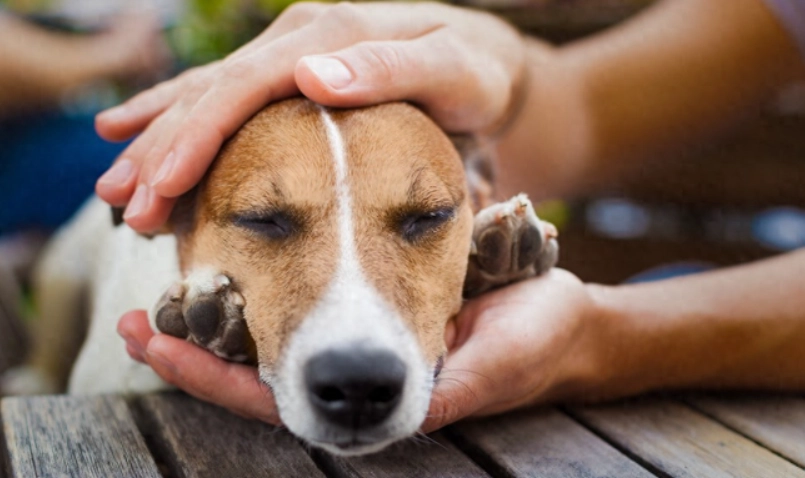 寵物嘔吐緊急處理