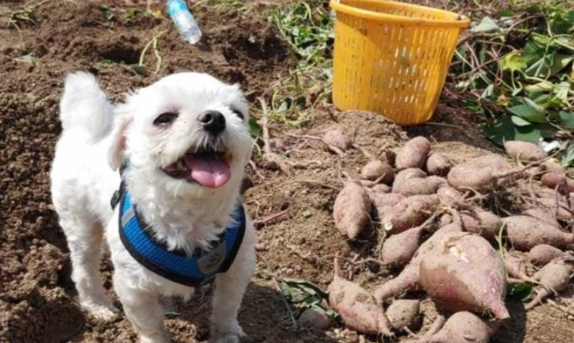 地瓜皮對狗有害嗎