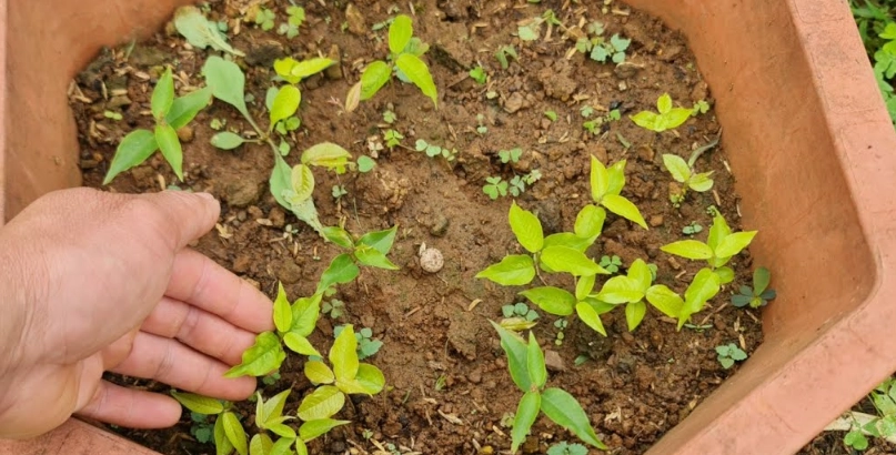 樹葡萄種子發芽