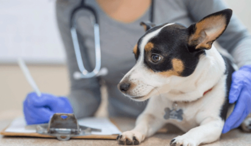 狗嘔吐血絲原因