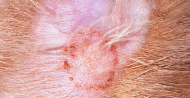 貓皮膚病症狀