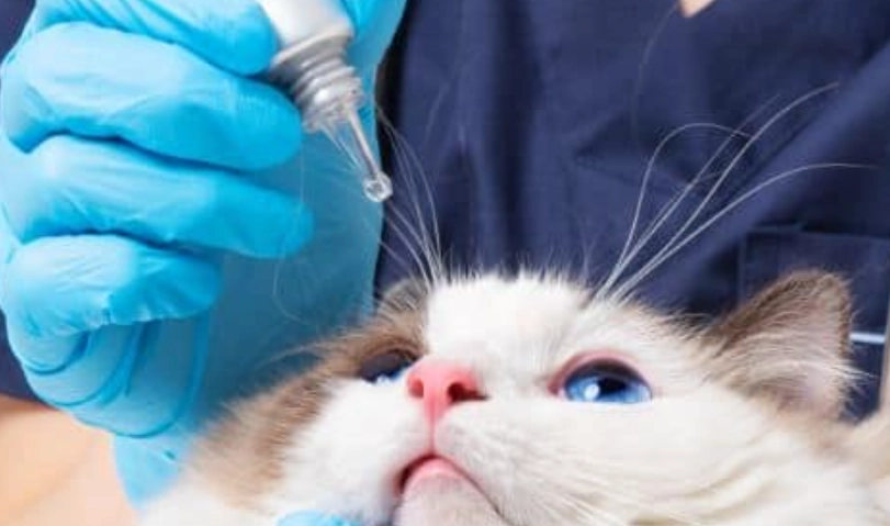 貓角膜潰瘍治療