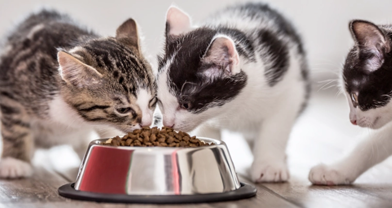 幼貓餵食時間表