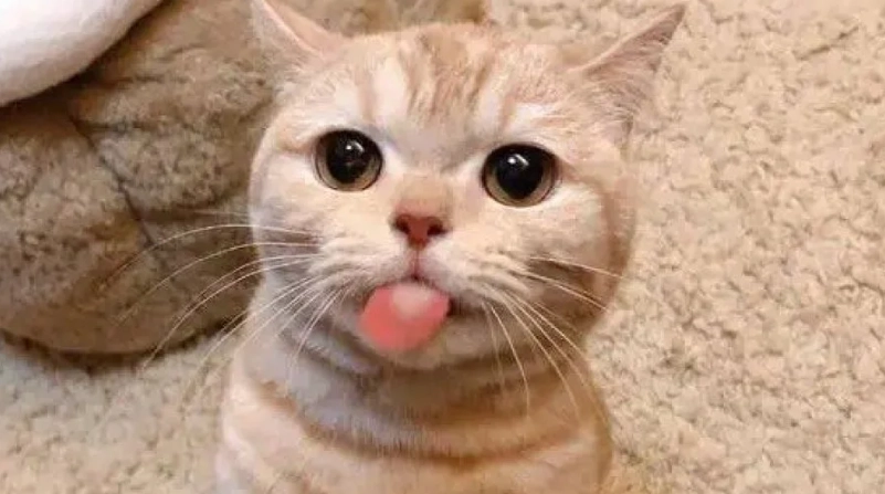 貓咪吐舌頭原因