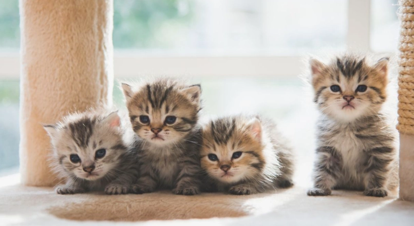 奶貓離乳注意事項