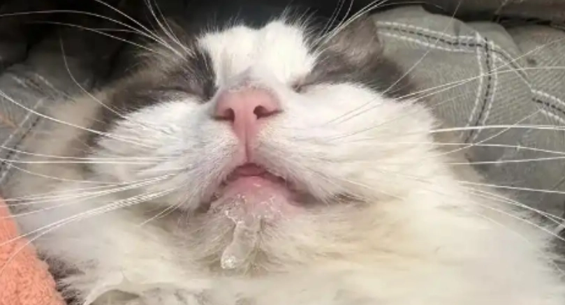 貓流口水怎麼辦