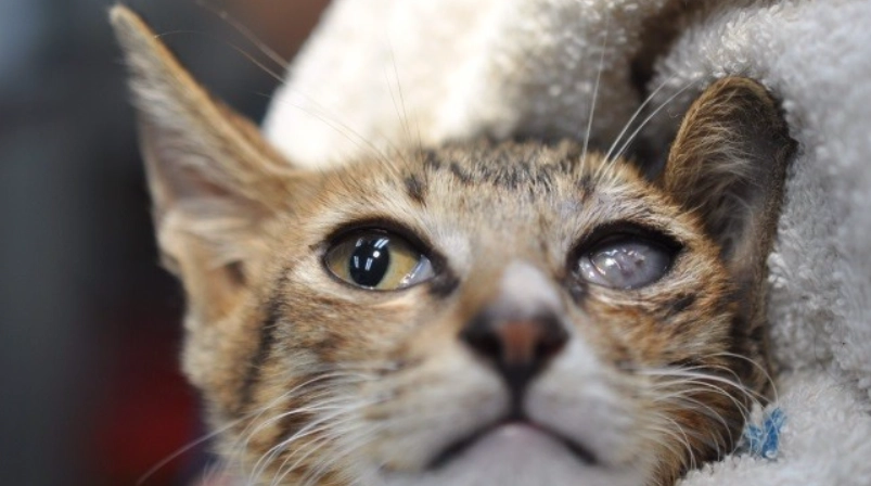 貓眼睛紅腫眼藥水