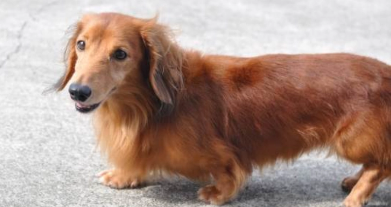 臘腸狗長毛護理