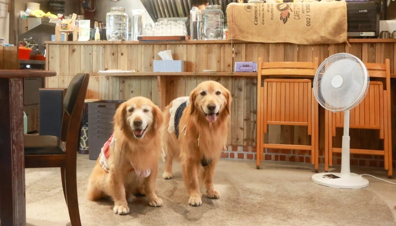 新北市寵物友善景點