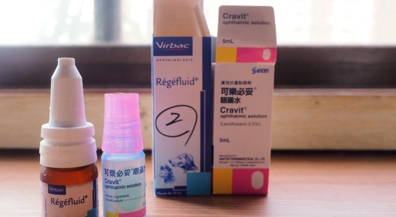 貓角膜潰瘍治療