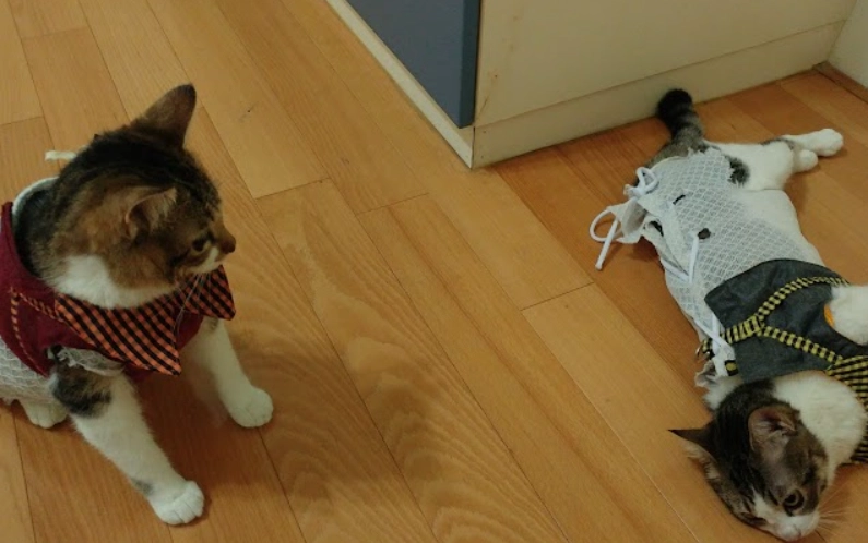 結紮後貓咪行為