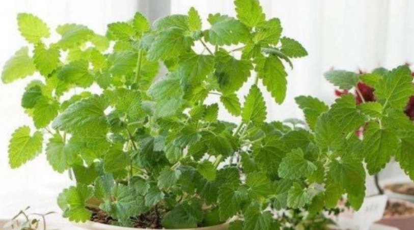 貓薄荷種植方法