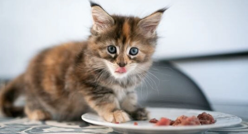 幼貓餵食時間表