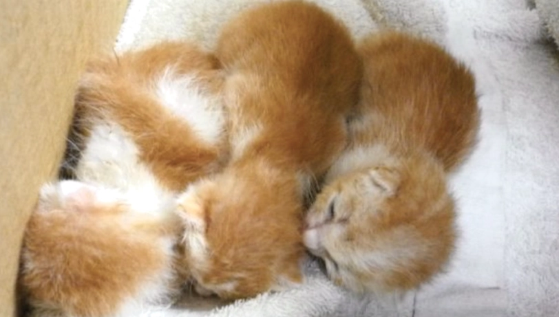 小貓快死了怎麼辦