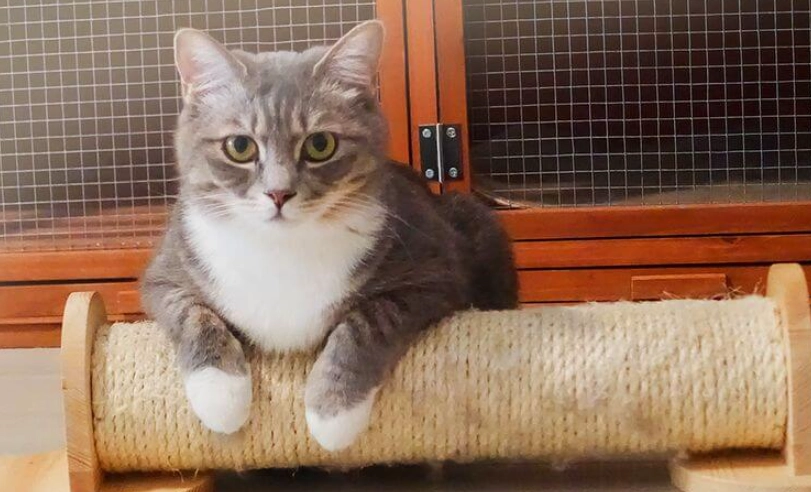 結紮後貓咪行為