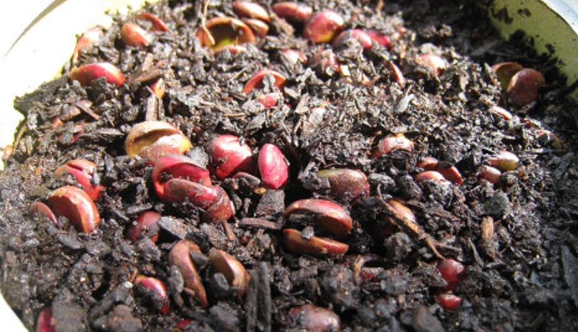 樹葡萄種子發芽