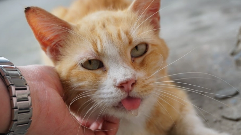 貓流口水怎麼辦