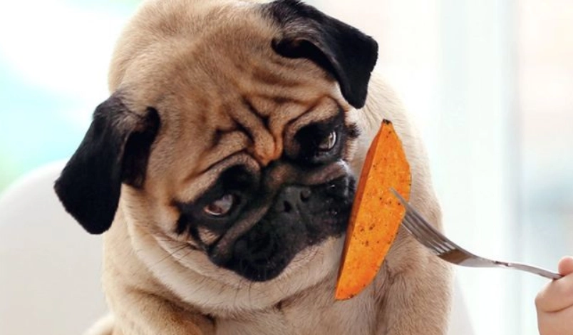 地瓜皮對狗有害嗎